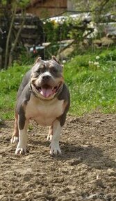 American bully Standard