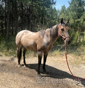 Predam Kona Quarter Horse