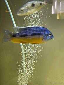 Cichlidy Protomelas spilotus Tanzania yellow - 1