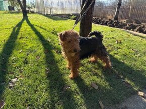 Welshterrier