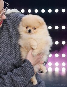 Pomeranian FCI