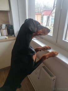 Doberman