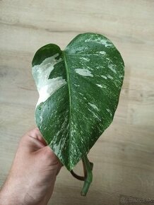 Monstera Albo Variegata