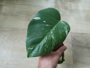 Monstera Albo Variegata