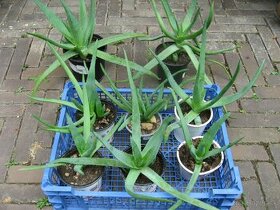 Aloa pravá - Aloe vera - 1