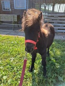 Kobyla mini shetland čierna