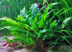 vallisneria spirális a cryptocoryne wendtii