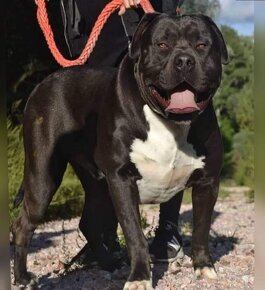 J&K bullys "ponúkame na predaj American bully XL