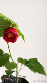 Abutilon - Izbový javor