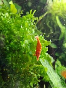 Krevetky neocaridina yelow a Red - 1