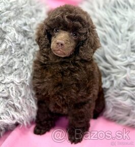 Pudel pudlik poodle toy