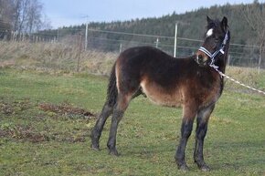 Welsh cob - hřebeček