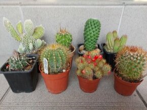 Kaktusy na predaj
