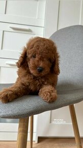 Toy Poodle / Toy Pudl / Той Пудель