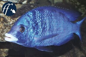 Kúpim dospelé placidochromis