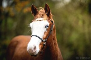 Dvouletá splash Quarter Horse klisna, nominována na Futurity