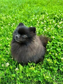 Pomeranian FCI PP