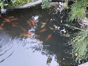 Koi kapry