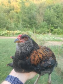 Kohút ayam cemani a aracuana