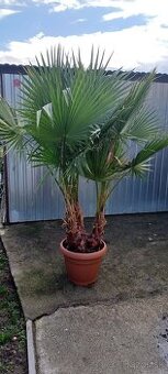 Washingtonia robusta - pálma, pálmy