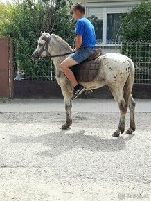 Predam jazdecku welsh pony valach