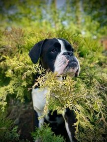 Boxer / Nemecký boxer