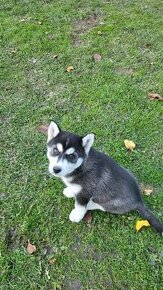 Sibirsky husky