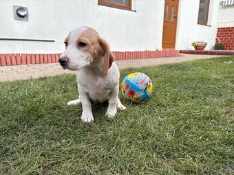 Beagle - Bigel