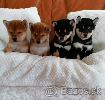 Shiba inu