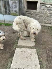 Komondor