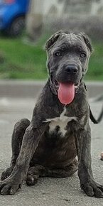 Cane corso