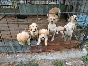 Predám čisto krvných zlatých labradorov retrieverov