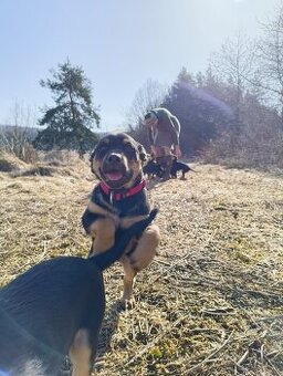 Šteniatka working kelpie - pes na pasenie, ako border kolia - 1