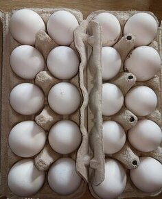 Nasadove vajíčka - 1