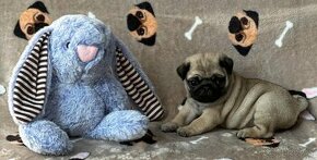 Mops s PP, Pug, Carlino