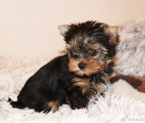 Yorkshire terrier fenka