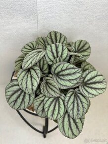 Peperomia Mystique