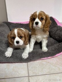 Cavalier, Cavalier king Charles spaniel ...