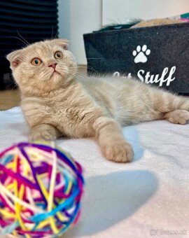 Scottish Fold , Scottish Straight