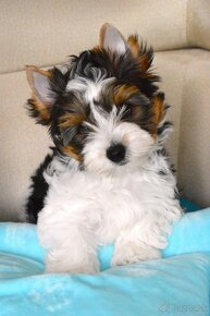 BIEWER YORKSHIRE TERRIER  s PP