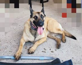 Belgický ovčiak malinois - 1