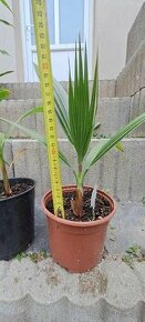 Palma Washingtonia robusta - 1