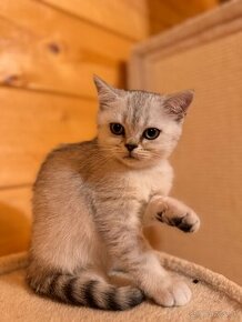 Škótska klapouchá mačka - scottish fold/straight s PP