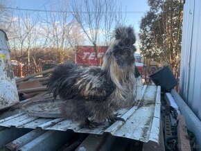 Kohúty Ayam cemani,Brahmanka,Hodvabnicka,Cream legbar