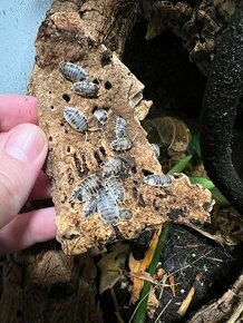 Porcellio laevis ‘Dairy cow’