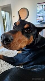 Doberman na krytie