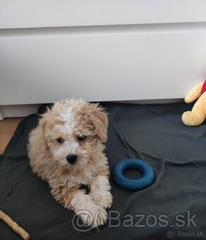 Maltipoo