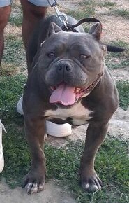 American Bully