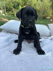 cane corso