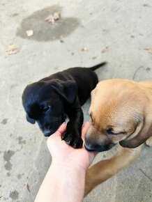 Šteniatka labrador